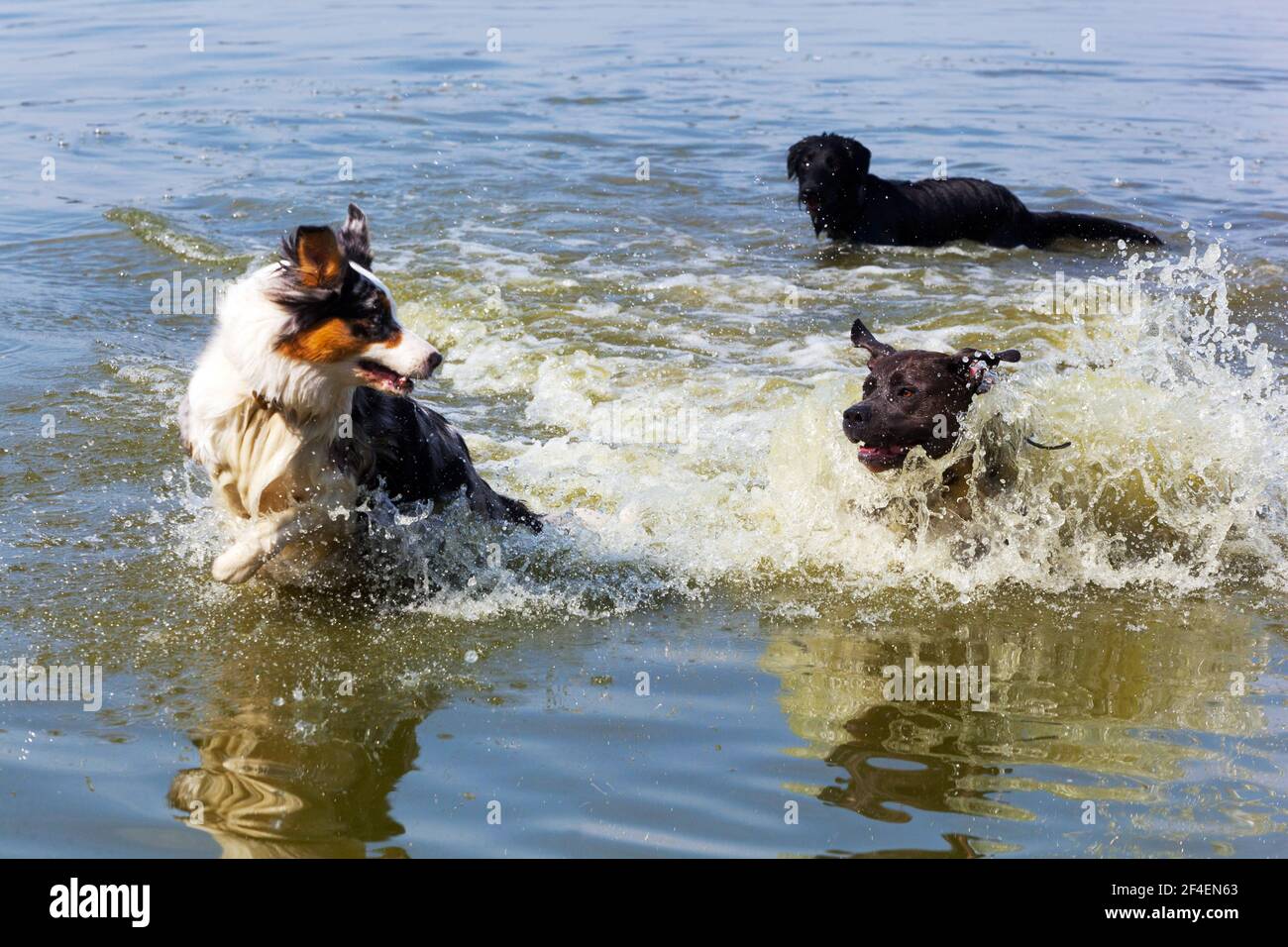 Trois chiens jouant dans l'eau Banque D'Images