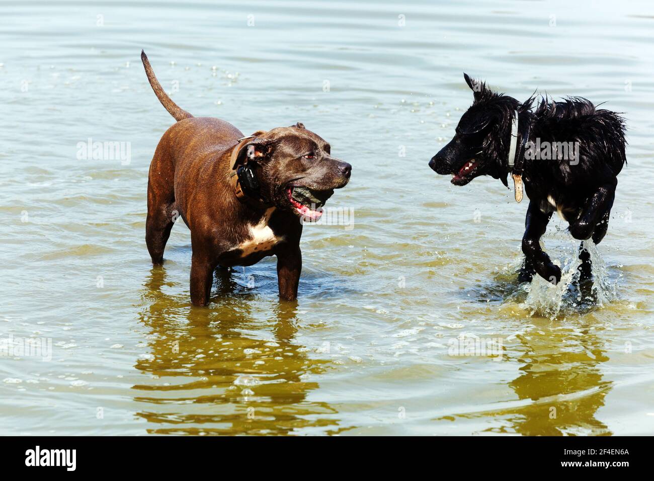 Deux chiens jouant dans l'eau Banque D'Images
