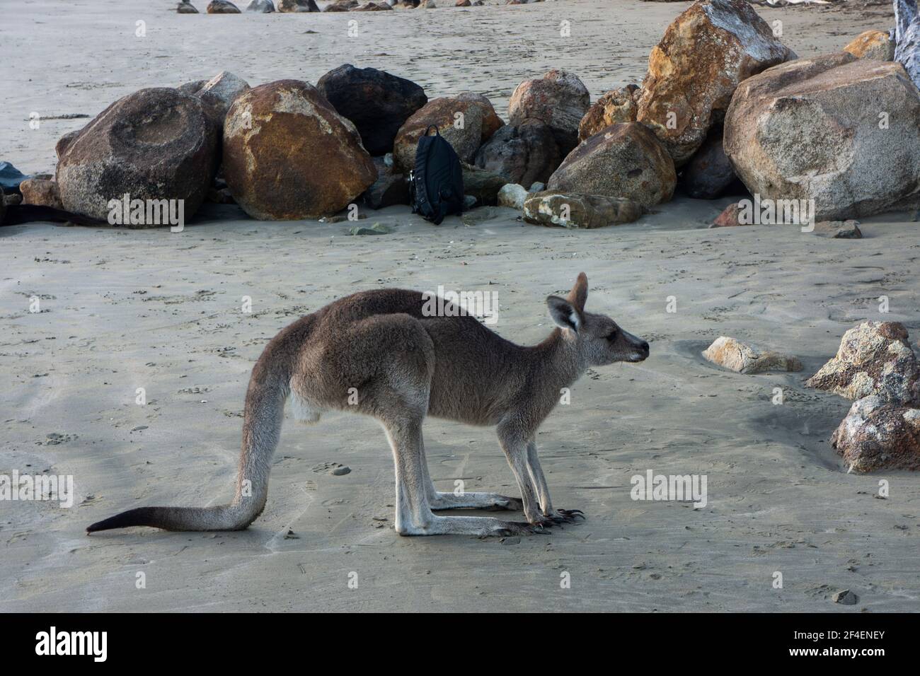 Un wallaby ou un petit kangourou, sur la plage de sable noir volcanique à Cape Hillsborough, Queensland, Australie à l'aube. Banque D'Images