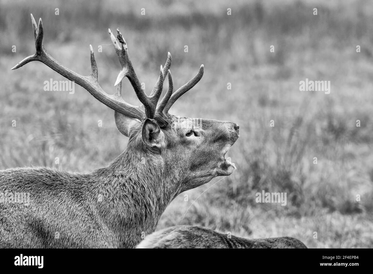 Un mâle de cerf sent la trace d'une femelle, portrait noir et blanc de cerf rouge en période de rutèse (Cervus elaphus) Banque D'Images