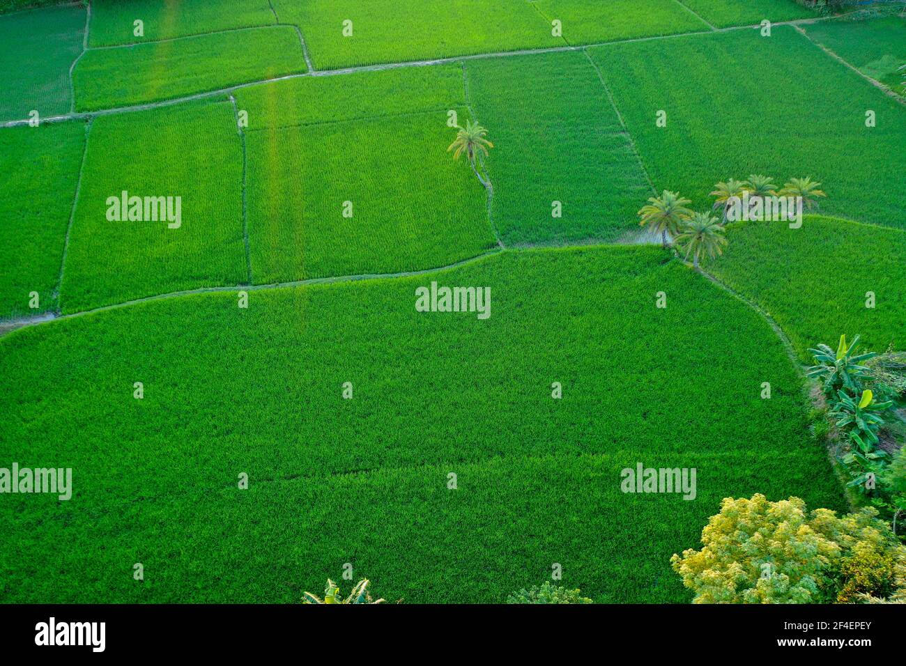 Vue aérienne du champ de riz vert à Bhaluka à Mymensing. Bangladesh Banque D'Images