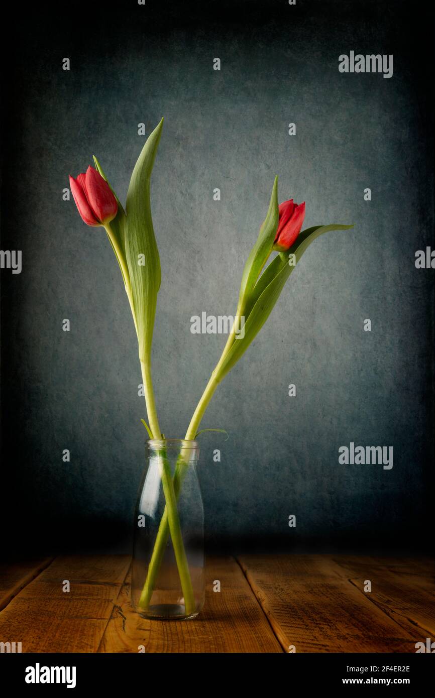 Image beaux-arts de deux tulipes rouges coupées fraîches debout dans une bouteille en verre transparent sur fond bleu foncé et vert Banque D'Images