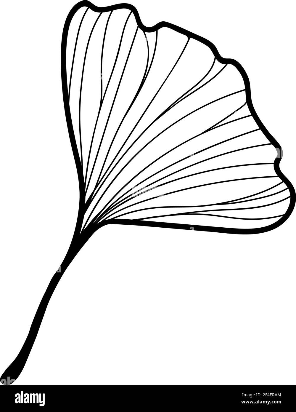 Illustration vectorielle de la feuille de ginkgo biloba. Dessin artistique à la ligne d'encre. Illustration vectorielle Illustration de Vecteur