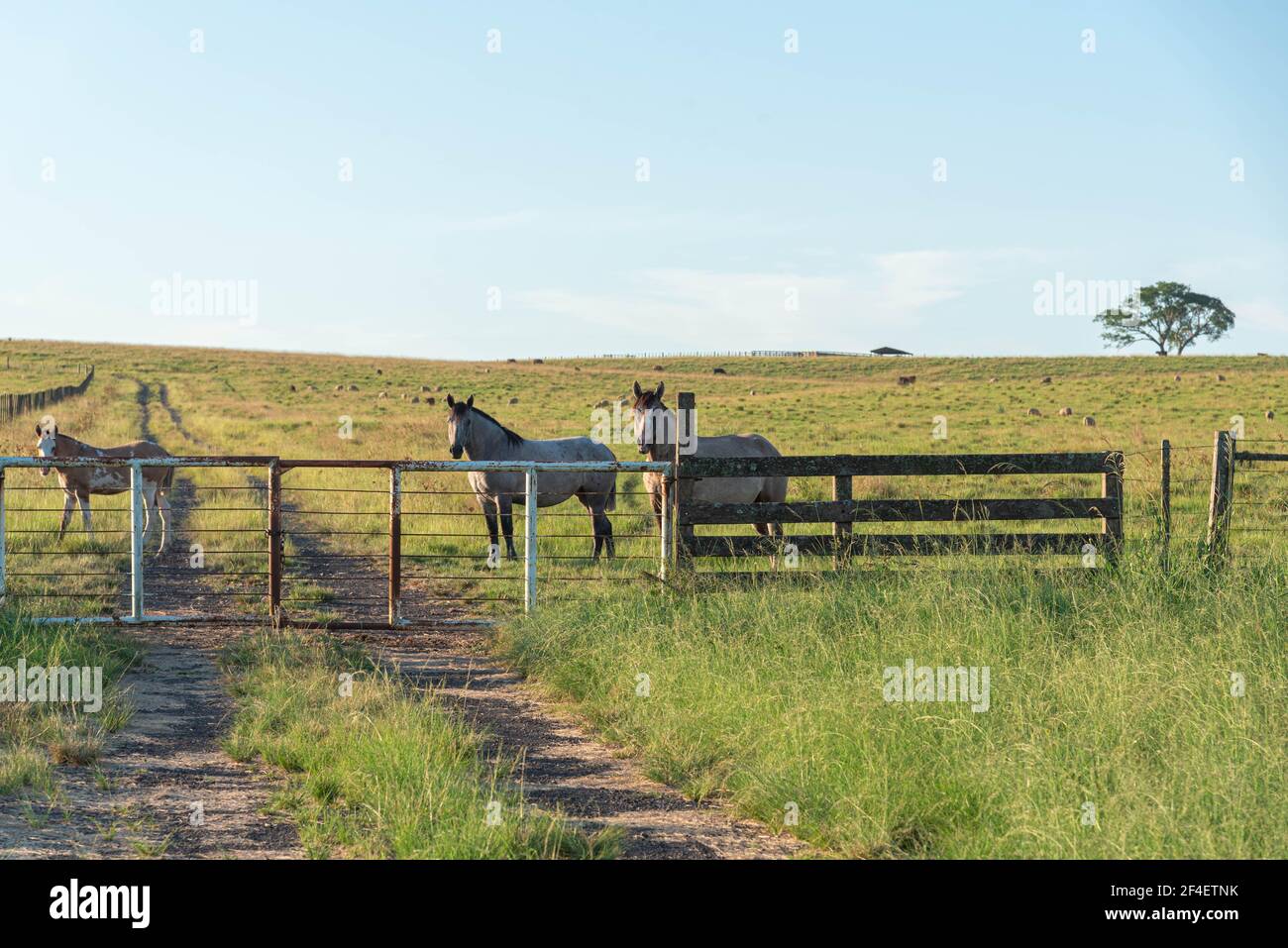 Champ de reproduction créole et ferme au Brésil. Le créole est une race brésilienne de cheval, originaire d'animaux de sang andalou et berbère. Banque D'Images