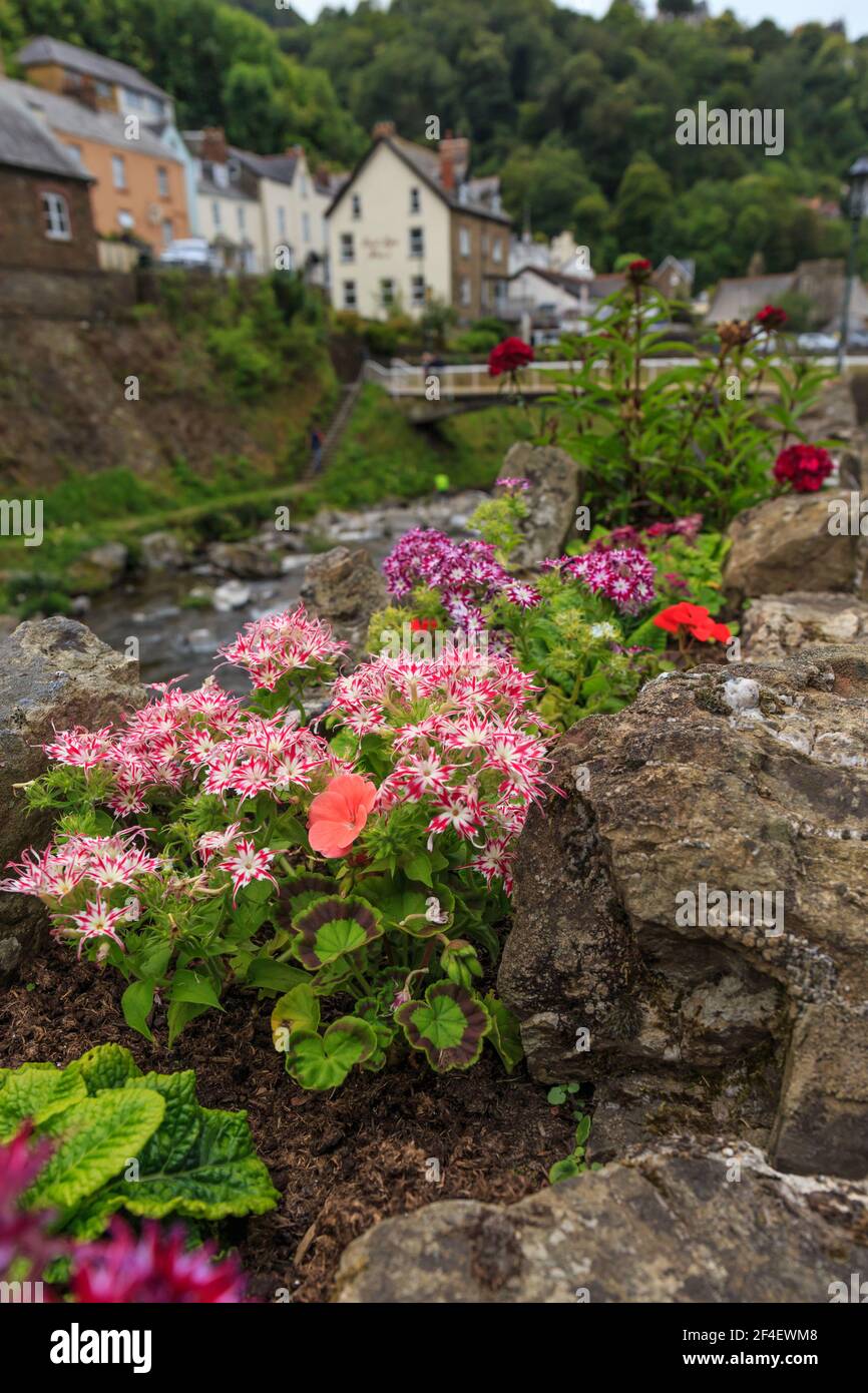 Fleurs sur le bord de la rivière à Lynmouth, North Devon, Angleterre, Royaume-Uni Banque D'Images