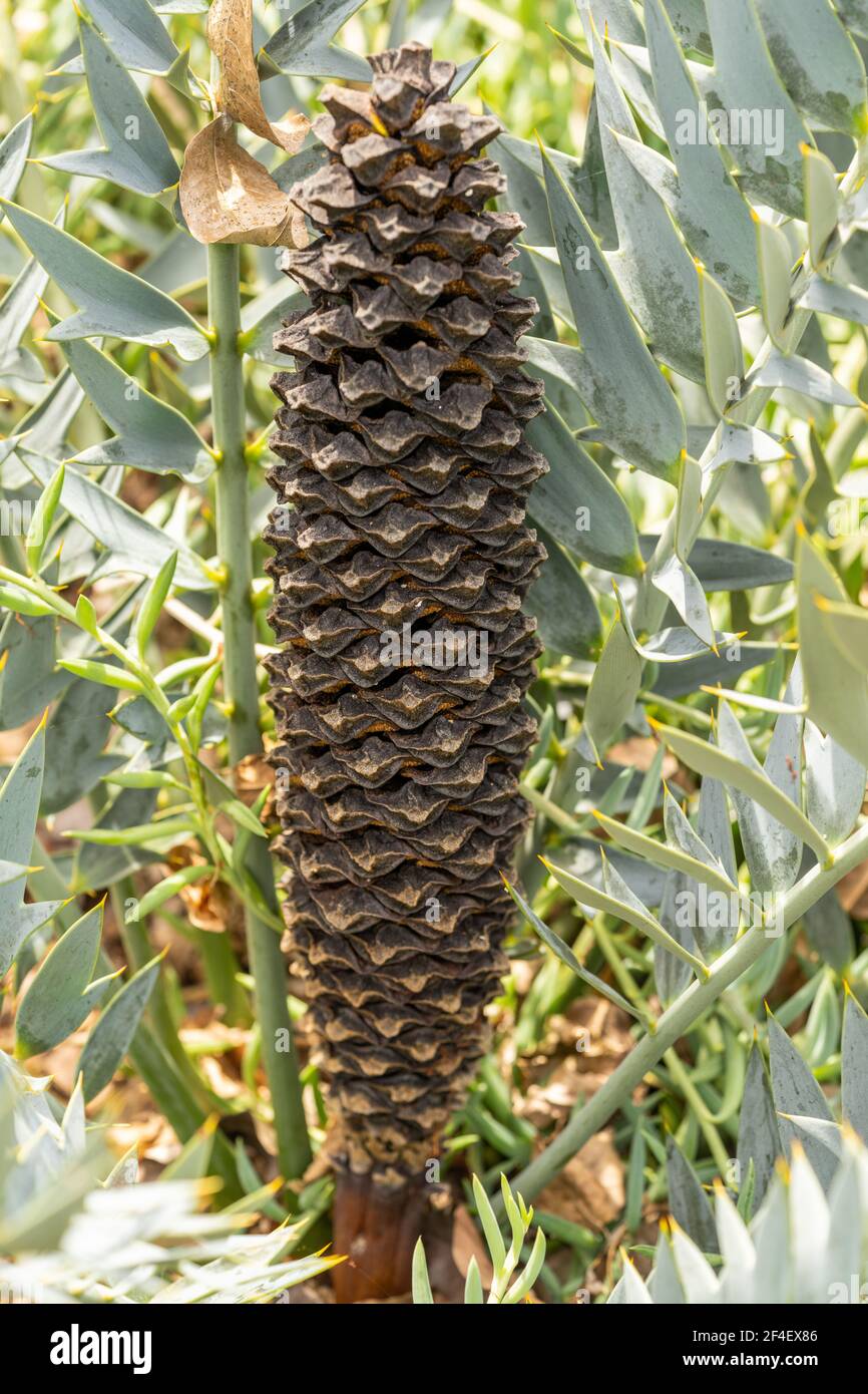 Cône d'Encephalartos horridus Banque D'Images