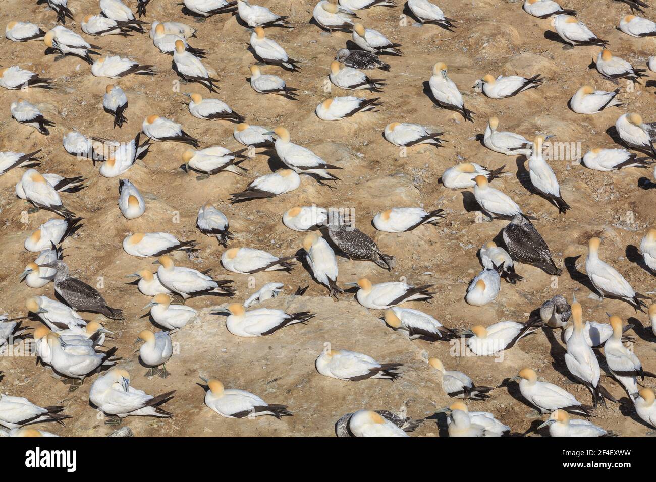 Une colonie de gannets Australasiens. Les adultes ont un plumage blanc avec des têtes orange et les oiseaux juvéniles sont sombres et tachetés Banque D'Images