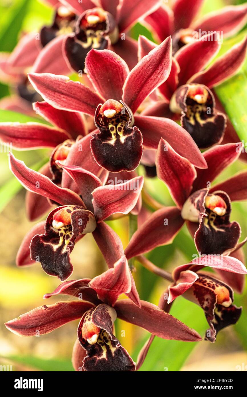 Orchidée Cymbidium Banque D'Images