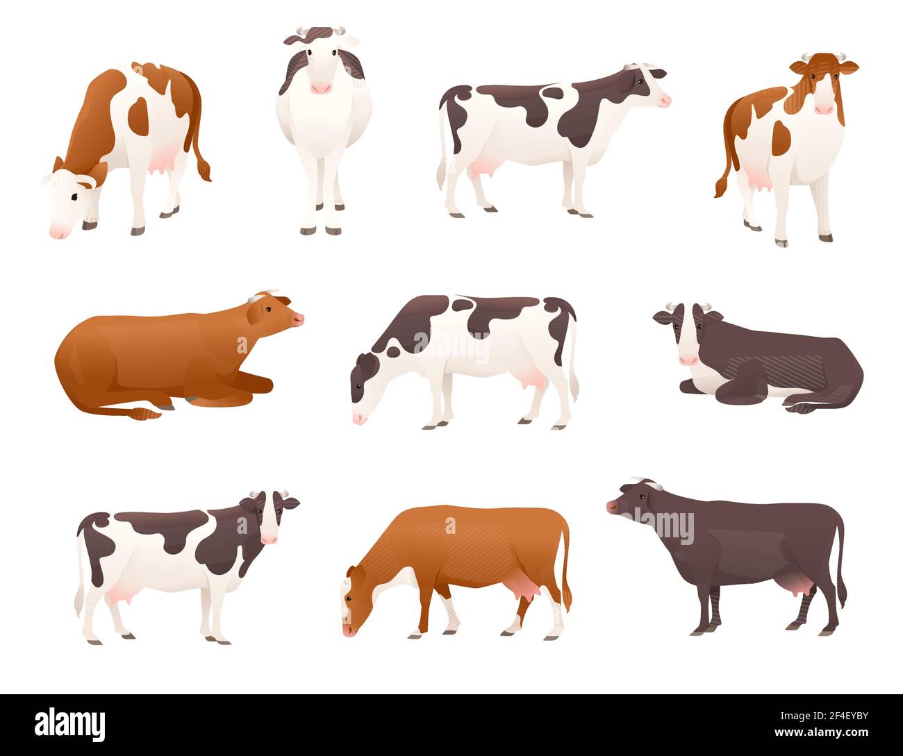 Ensemble de vaches laitières simmental et ayrshire vache tachetée animal mammifère domestique dessin animé illustration vectorielle sur fond blanc. Illustration de Vecteur
