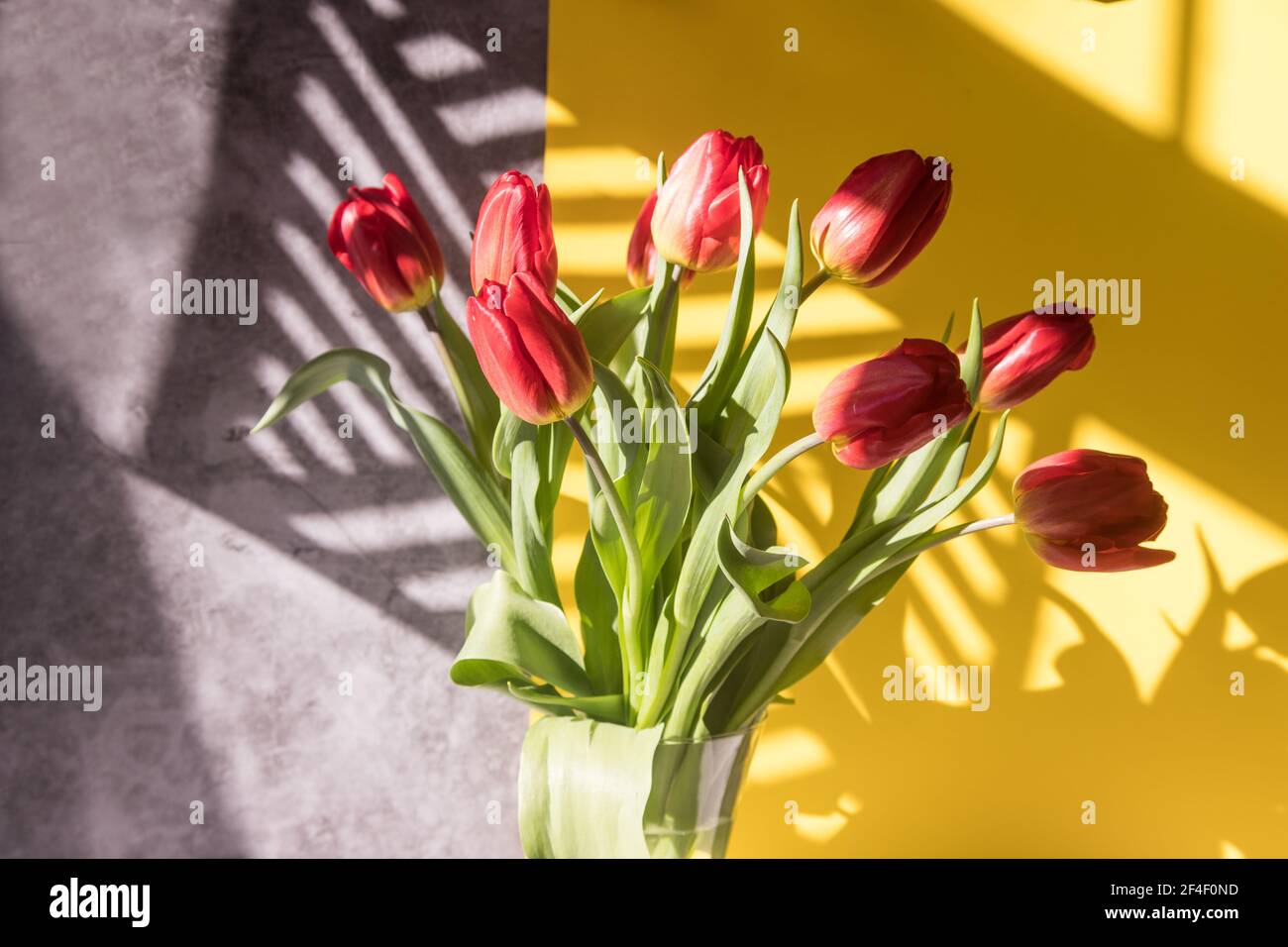 Un bouquet de tulipes rouges sur fond gris-jaune avec des ombres ensoleillées de la grille. Banque D'Images