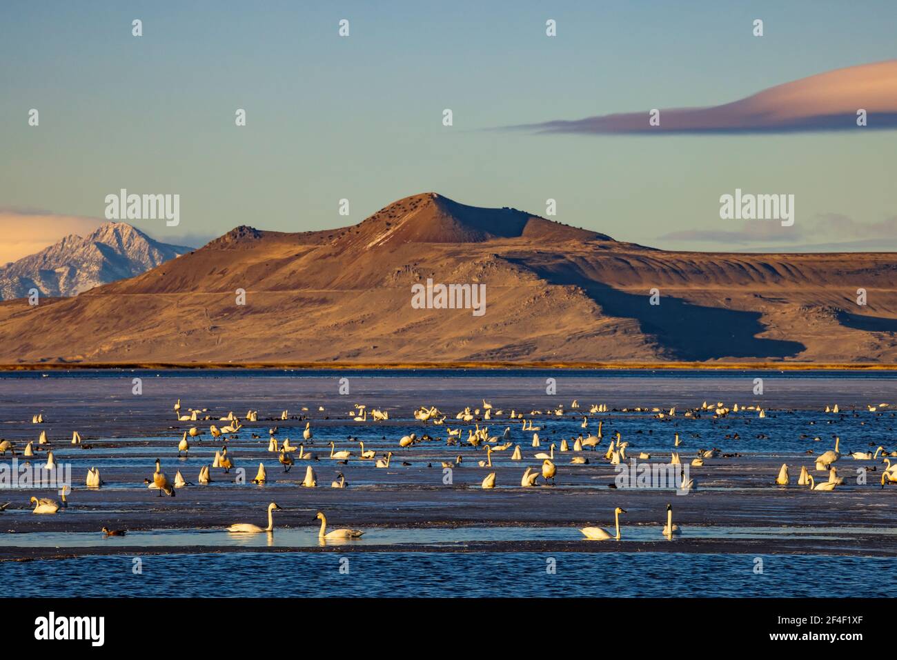 Les cygnes siffleurs (Cygnus columbianus) se reposent et mangent sur les eaux de l'unité 2 du refuge d'oiseaux migrateurs de Bear River, Brigham City, comté de Box Elder, Utah, États-Unis Banque D'Images