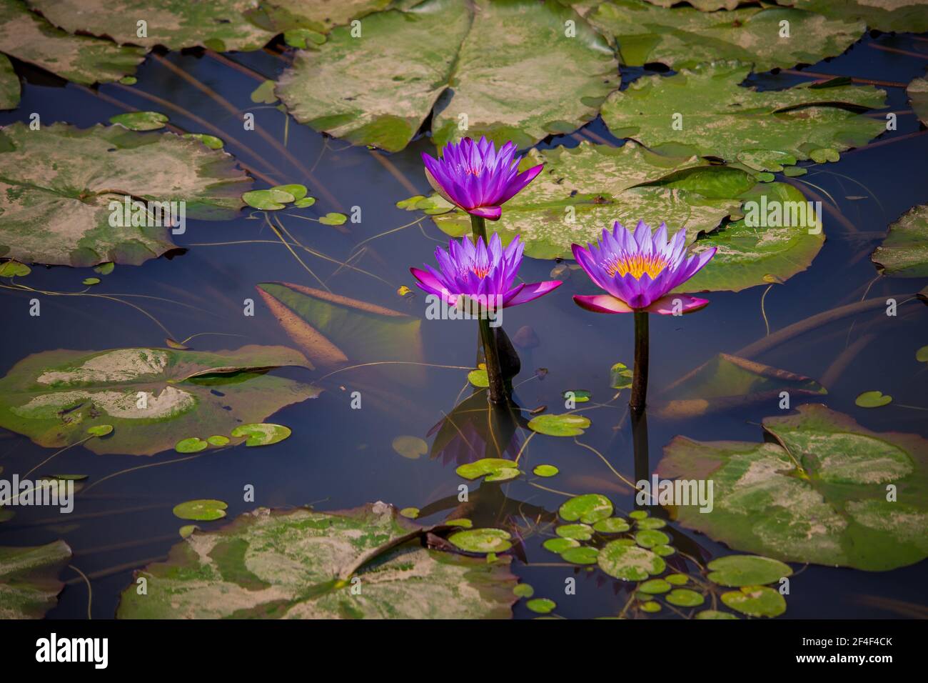 Trois fleurs de Lotus ou de nénuphars dans un grand étang avec des feuilles vertes autour Banque D'Images