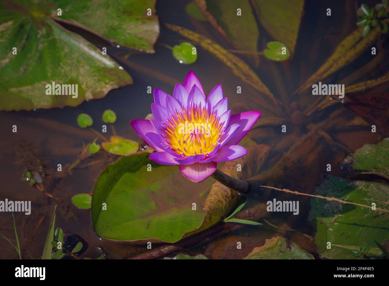 Un beau gros plan de fleur rose de lys d'eau de Lotus l'eau d'un étang Banque D'Images