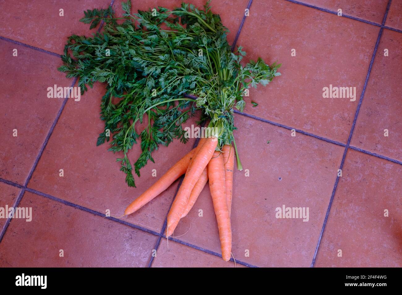 Différents légumes carottes exposés sur le sol en céramique à l'arrière Banque D'Images