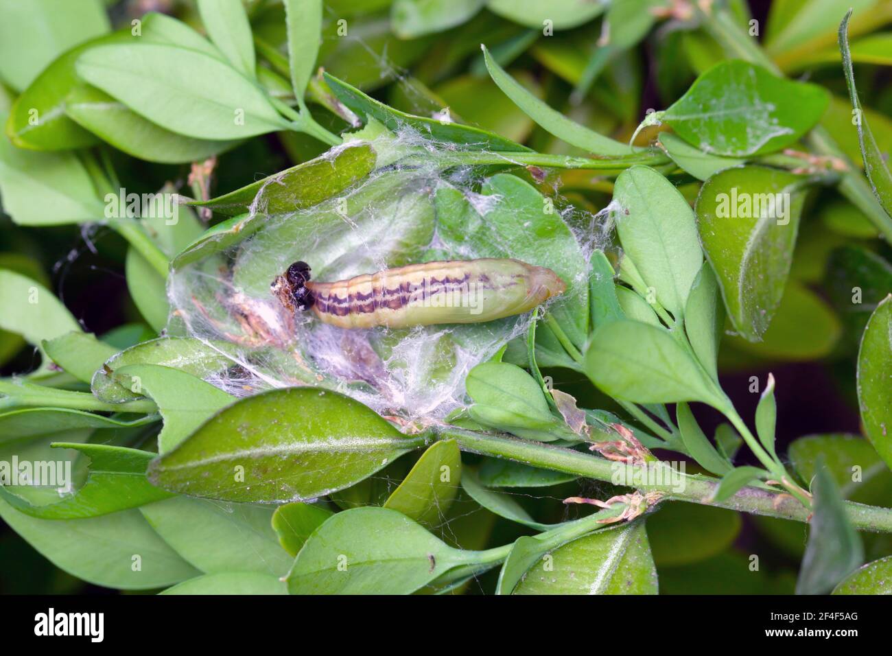 Pupa de la papillon des arbres (Cydalima perspectalis) dans la nature. C'est une espèce envahissante d'insecte. Parasites dans les jardins. Banque D'Images