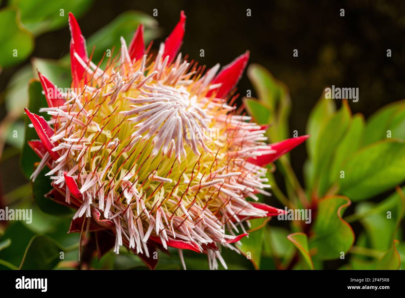 Protea cynaroides (King Protea) Banque D'Images