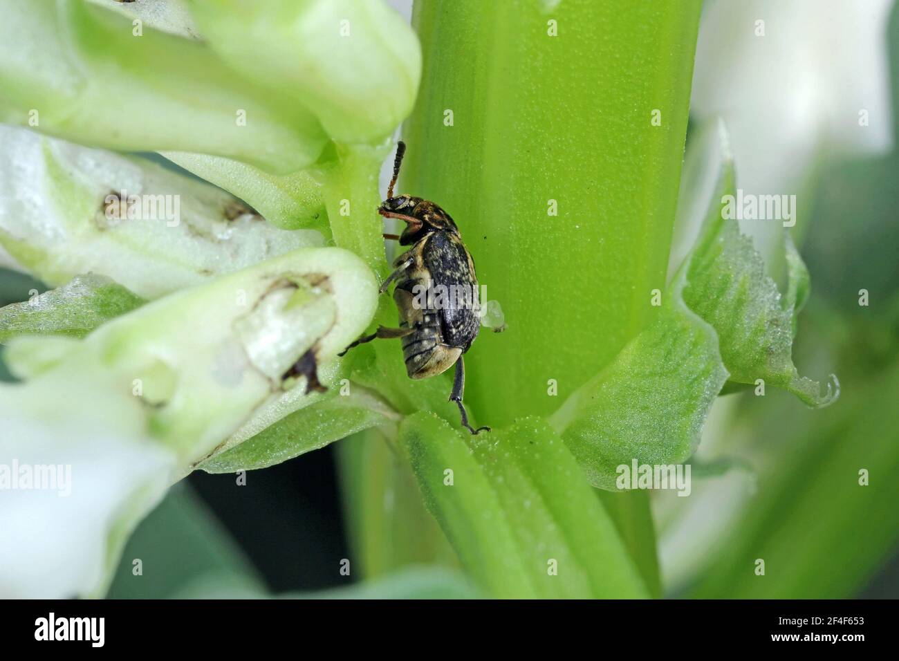 Bruchus rufimanus communément connu comme le charançon du haricot large, le coléoptère du haricot large ou le coléoptère du haricot large sur la plante du haricot large Banque D'Images