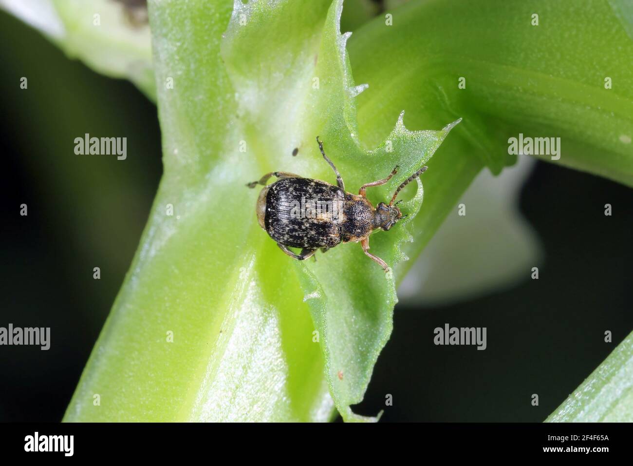 Bruchus rufimanus communément connu comme le charançon du haricot large, le coléoptère du haricot large ou le coléoptère du haricot large sur la plante du haricot large Banque D'Images
