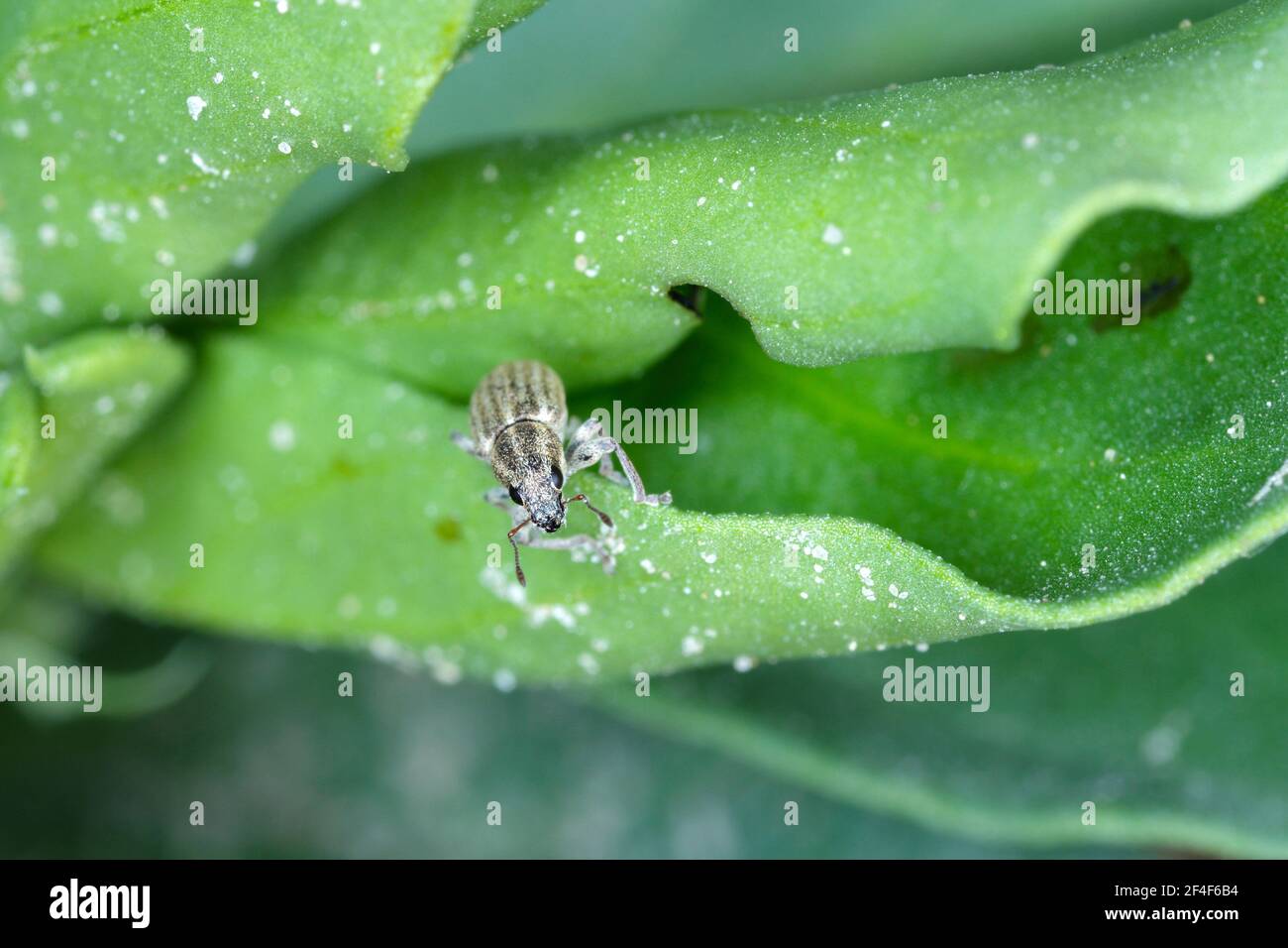 Un charançon de la feuille de pois (Sitona lineatus). Coléoptère sur la plante endommagée. C'est un ravageur des haricots larges, des haricots de campagne et d'autres légumineuses. Banque D'Images