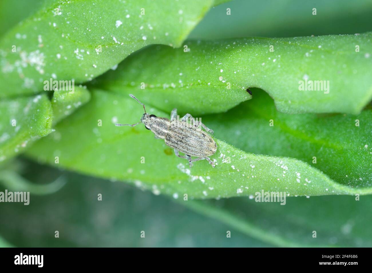 Un charançon de la feuille de pois (Sitona lineatus). Coléoptère sur la plante endommagée. C'est un ravageur des haricots larges, des haricots de campagne et d'autres légumineuses. Banque D'Images