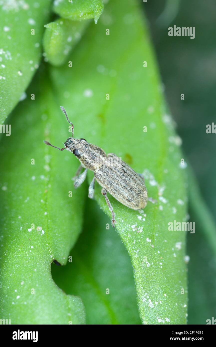Un charançon de la feuille de pois (Sitona lineatus). Coléoptère sur la plante endommagée. C'est un ravageur des haricots larges, des haricots de campagne et d'autres légumineuses. Banque D'Images