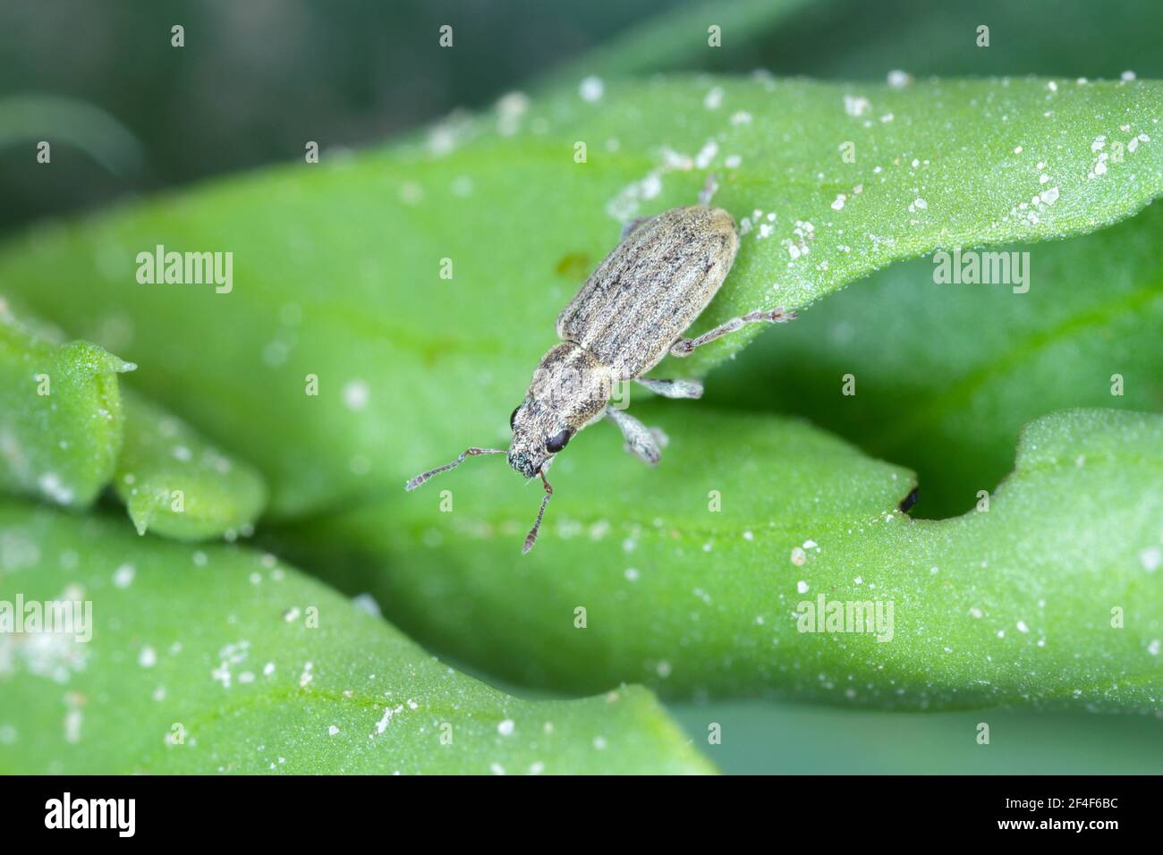 Un charançon de la feuille de pois (Sitona lineatus). Coléoptère sur la plante endommagée. C'est un ravageur des haricots larges, des haricots de campagne et d'autres légumineuses. Banque D'Images