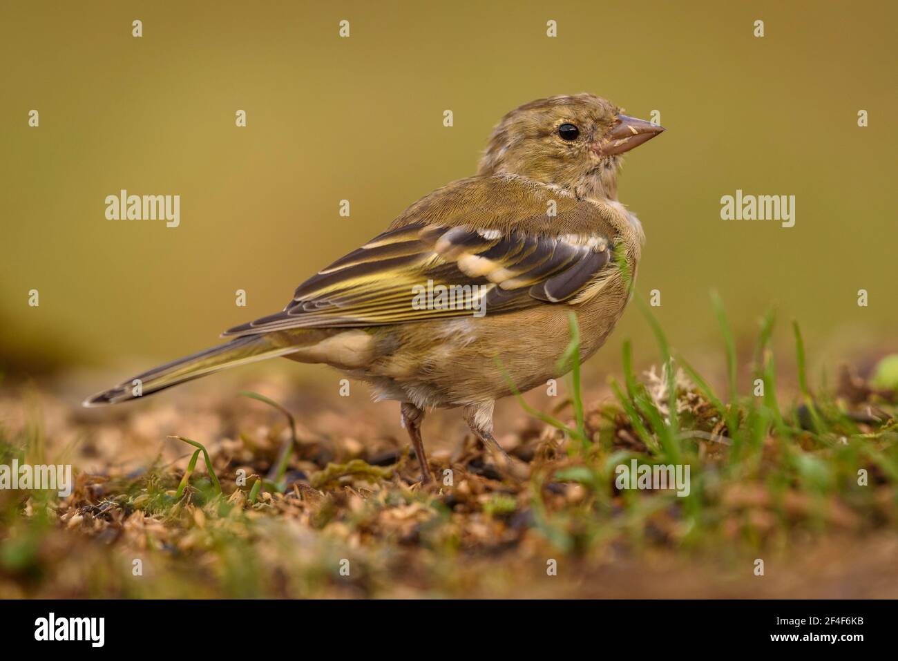 Chaffinch commun (Fringilla coelebs) photographié d'une photo Logístics cacher à Montseny (Barcelone, Catalogne, Espagne) Banque D'Images