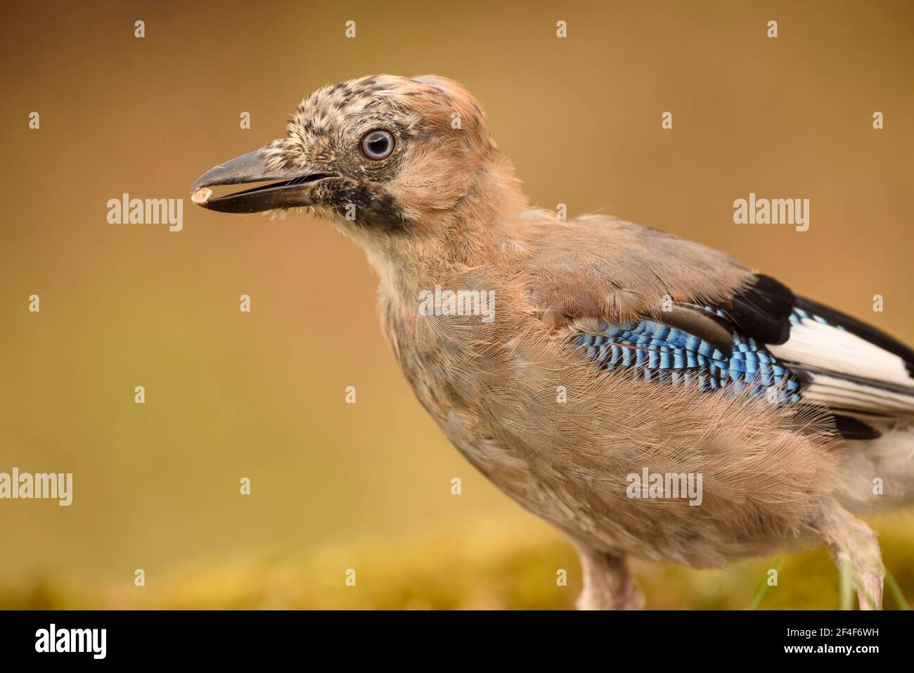jay eurasien (Garrulus glandarius) photographié d'un refuge de photos Logístics à Montseny (Barcelone, Catalogne, Espagne) Banque D'Images