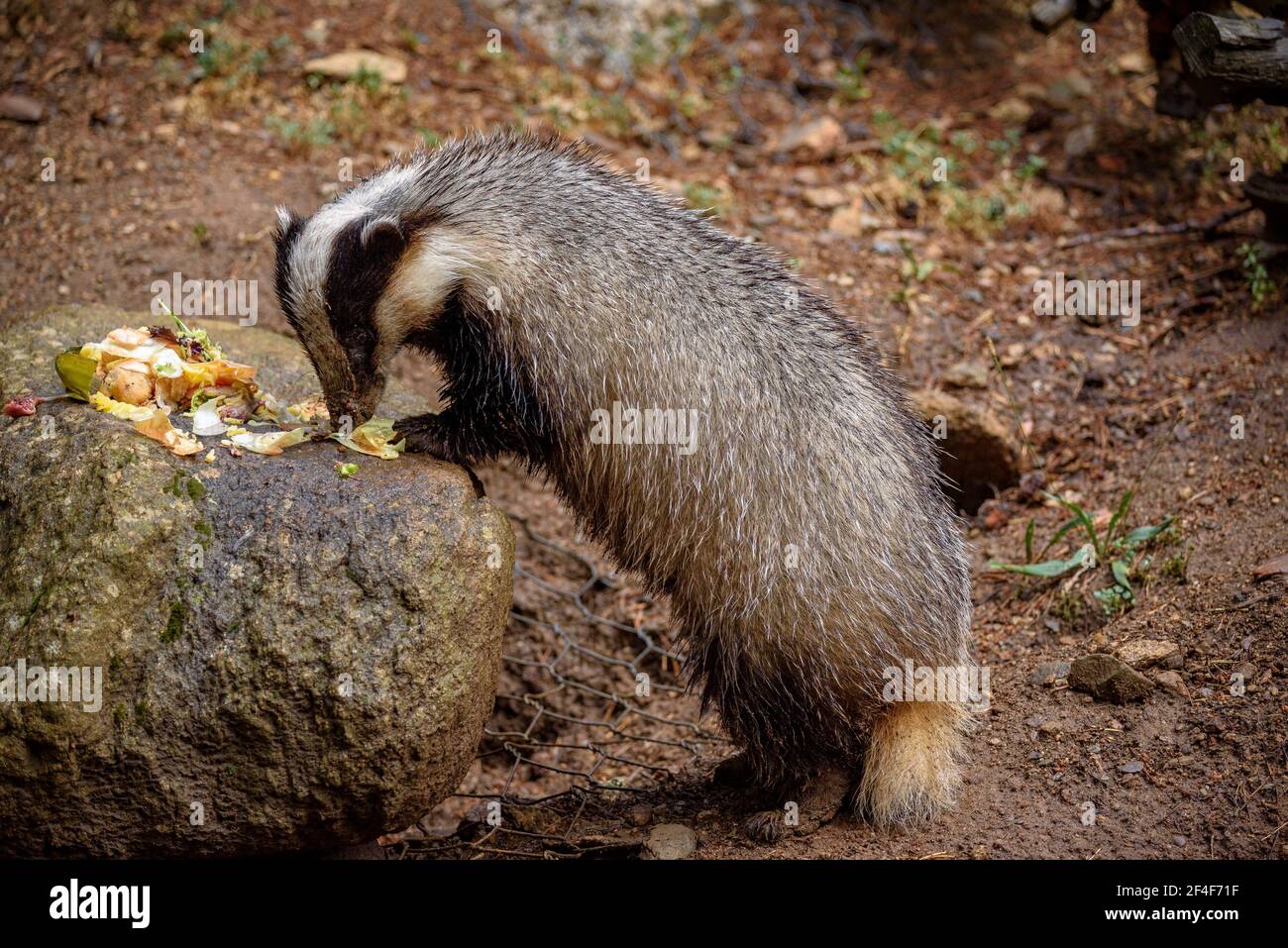 Blaireau européen (Meles meles) dans le parc animalier MónNatura Pirineus (Pallars Sobirà, Catalogne, Espagne, Pyrénées) ESP: Tejón común en un bosque Banque D'Images