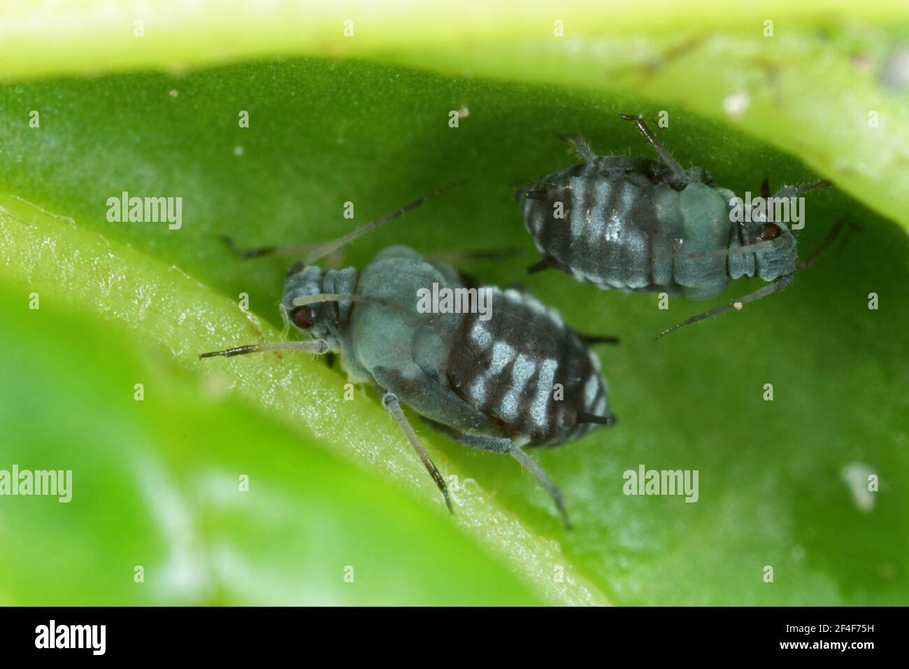 Le puceron du haricot noir (Aphis fabae) est membre de l'ordre des hémiptères. Parmi les autres noms courants figurent la mouche noire, le puceron du haricot et le puceron de la feuille de betterave. Insectes sur Banque D'Images