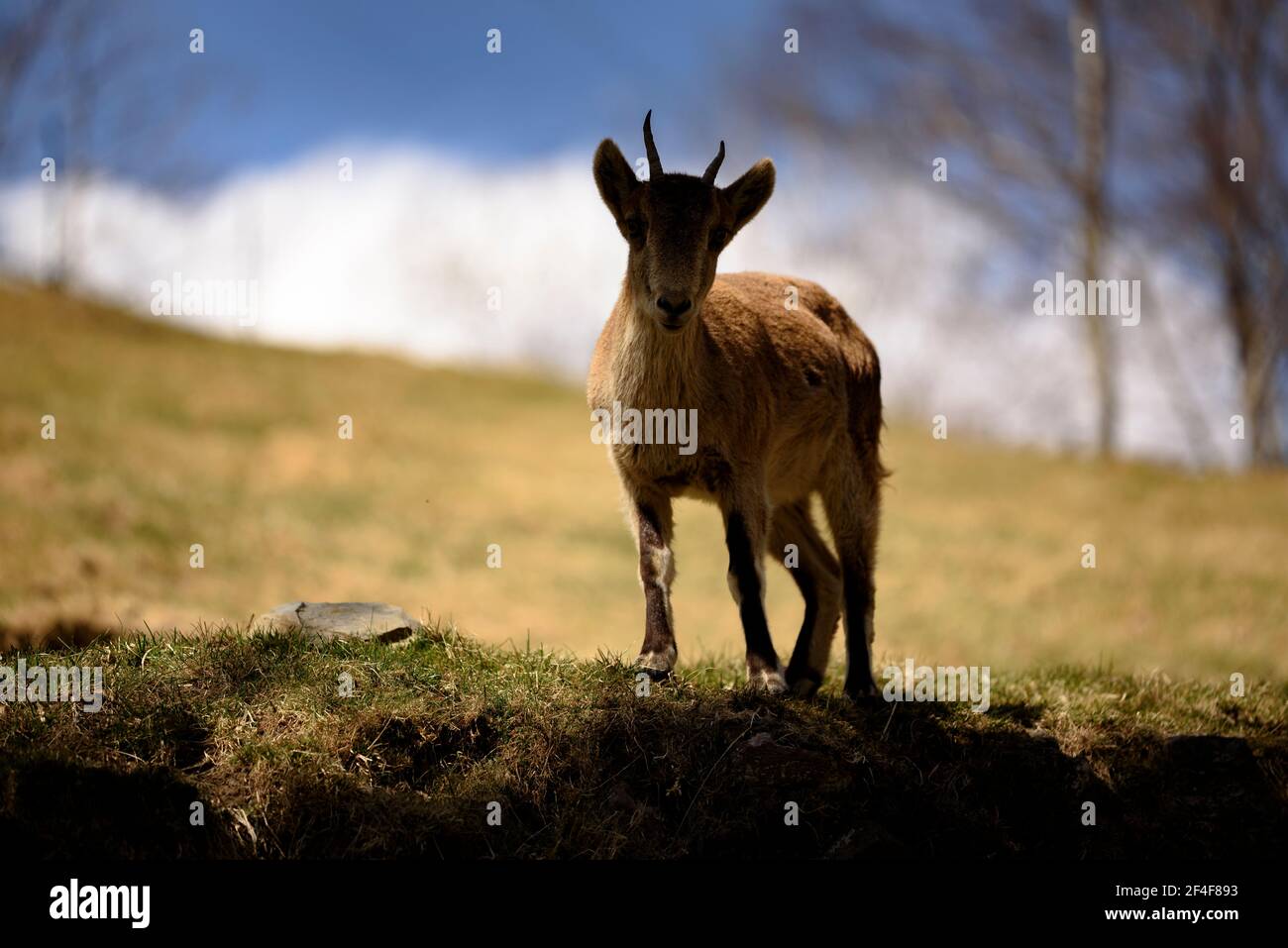 Ibex ibérique (Capra pyrenaica) dans le parc animalier Molló (Ripollès, Catalogne, Espagne, Pyrénées) ESP: Cabra ibérica o Cabra montés en un parque Banque D'Images