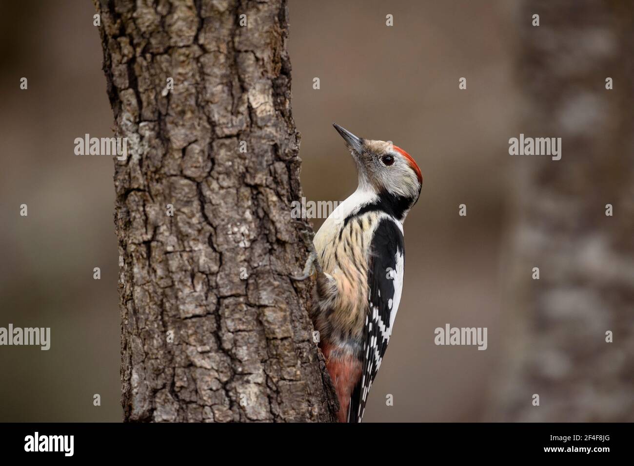 Pic à pois moyen (Dendrocoptes medius) photographié d'une Espagne en observation des forêts, caché dans la vallée de l'Aran (Pyrénées, Catalogne, Espagne) Banque D'Images