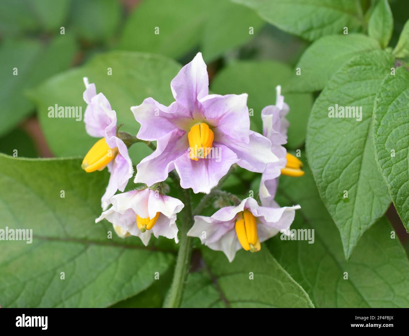 Fleurs roses sur une plante de pomme de terre Solanum tuberosum Banque D'Images