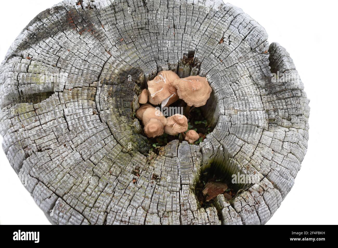 Champignon poussant dans un trou dans une souche pourrie Banque D'Images