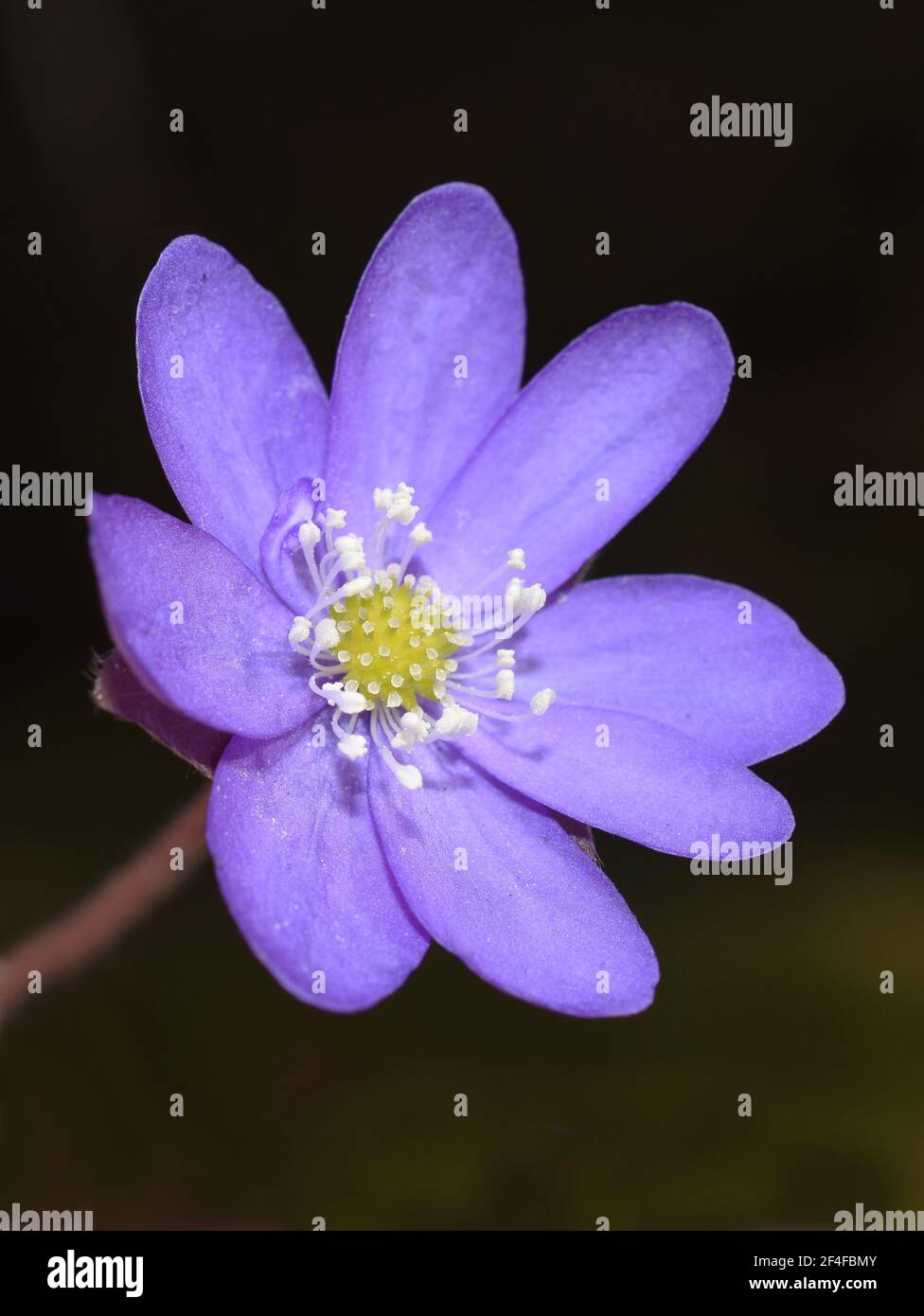 Anémone bleu Hepatica nobilis liverwort sur fond sombre Banque D'Images