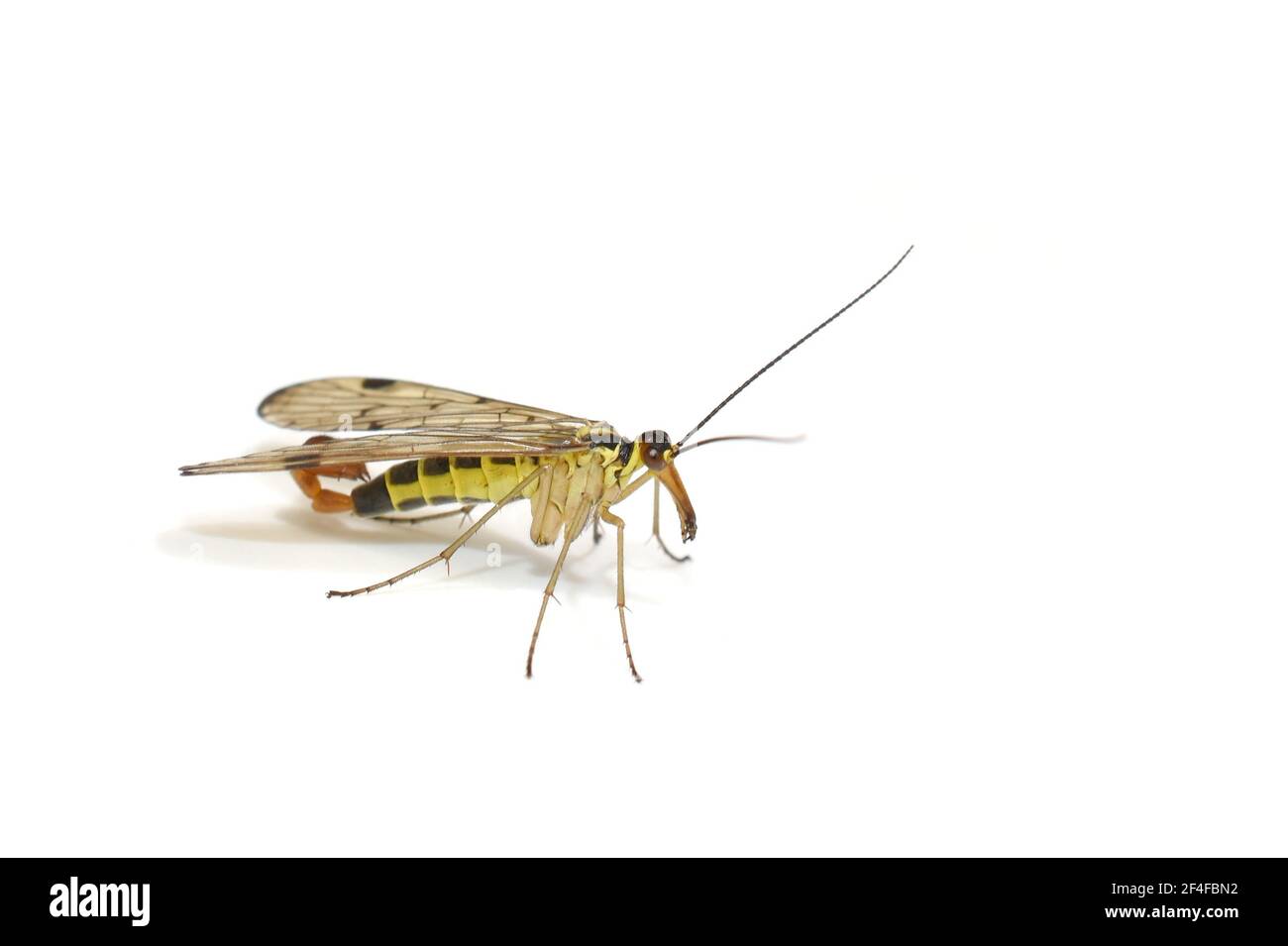Panorpa communis mouche scorpion commun sur fond blanc Banque D'Images