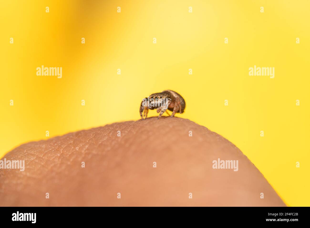 Petite araignée sautant brune assise sur un doigt Banque D'Images