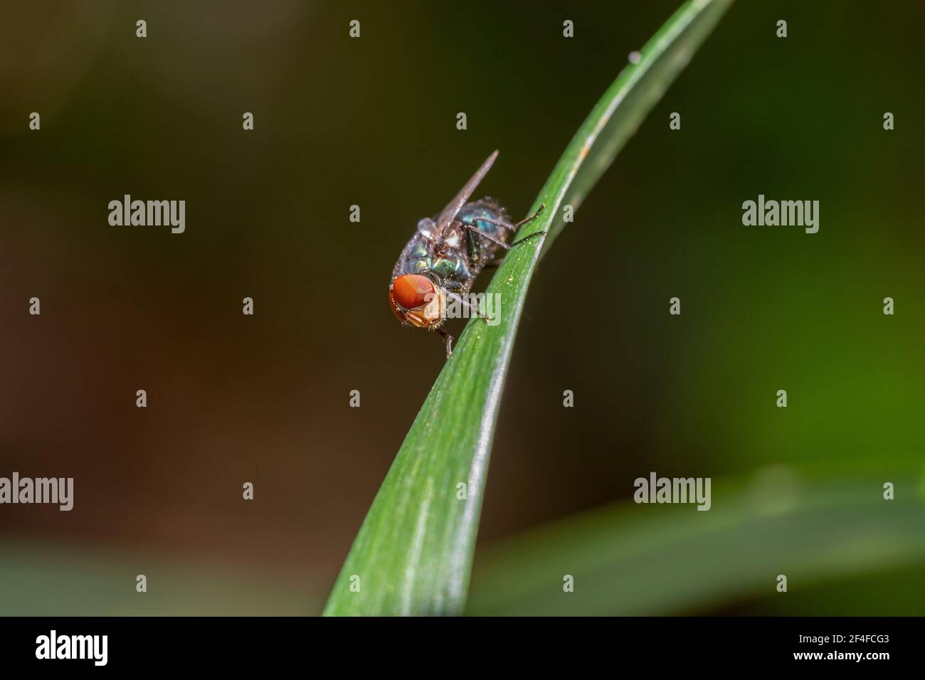 Mouche maison avec de grands yeux rouges se détendant sur une feuille verte Banque D'Images