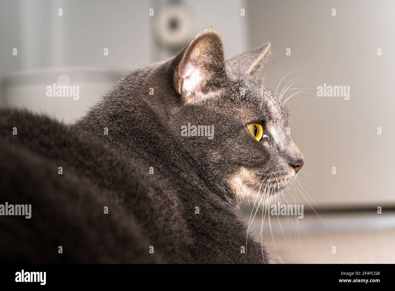 Chat chubby avec des yeux dorés assis avec des oreilles pointues Photo  Stock - Alamy