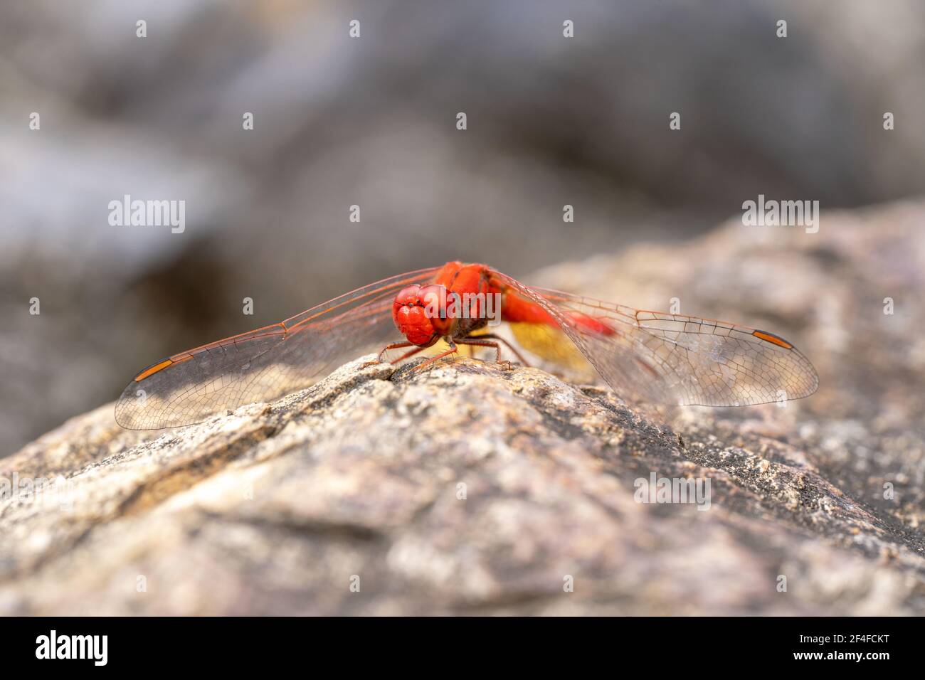 Libellule rouge reposant sur un rocher avec des ailes en filet Banque D'Images