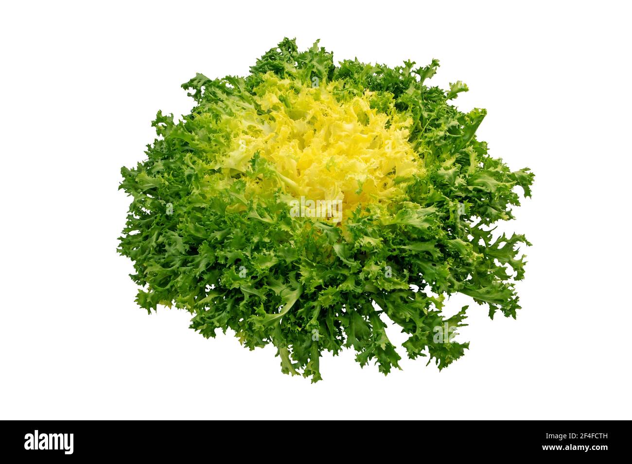 Tête de salade Endyve ou cichorium endivia ou frisée isolée sur blanc Banque D'Images