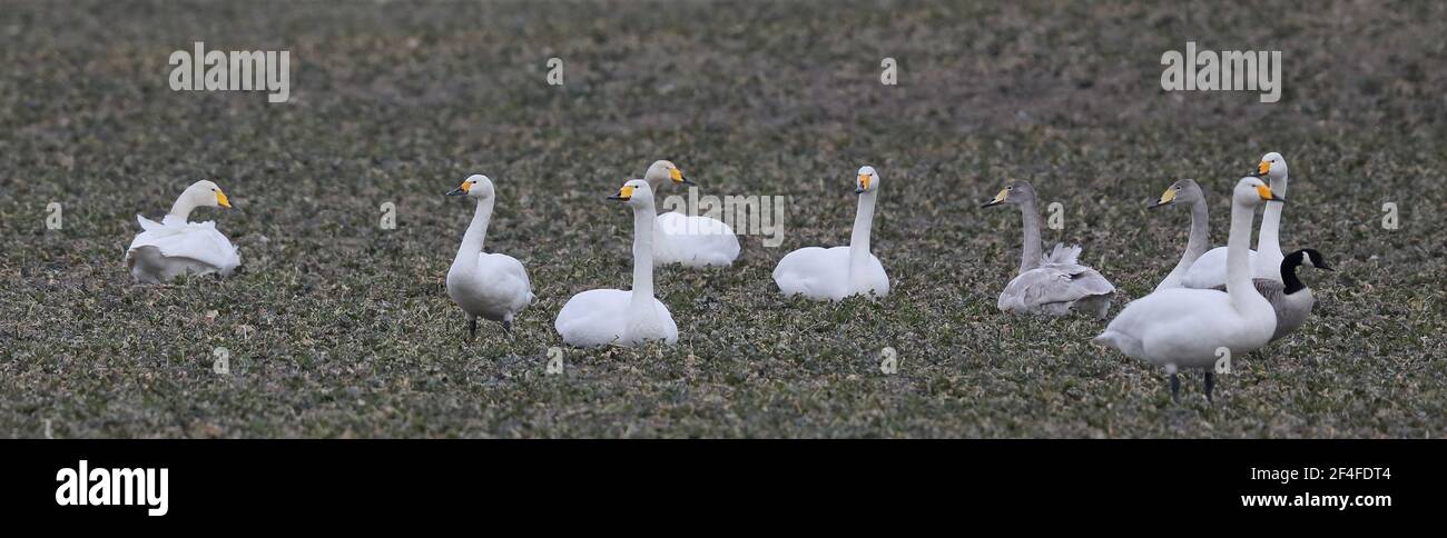 Troupeau de cygnes sur la migration, reposant sur le terrain, Tundra Swan Banque D'Images