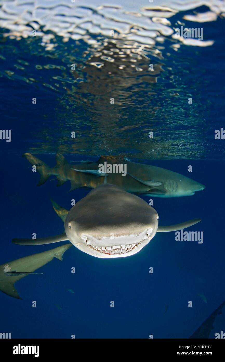 Gros plan d'un requin citron (Negapron brevirostris), montrant les dents juste en dessous de la surface, plan divisé. Tiger Beach, Bahamas Banque D'Images