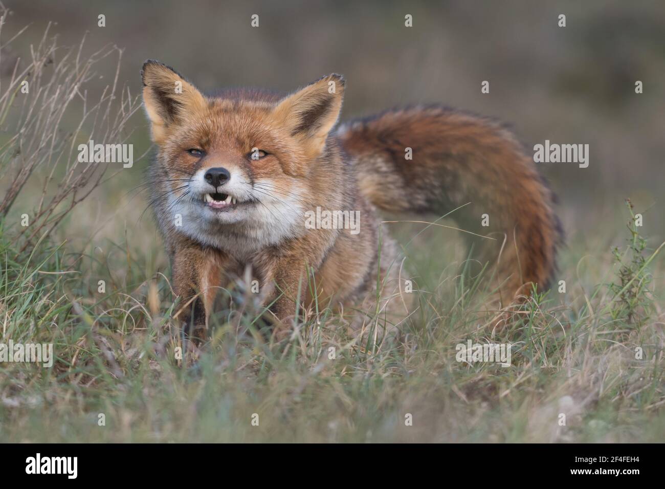 Le renard roux s'étire après avoir fait une sieste, photographié dans les dunes des pays-Bas. Banque D'Images