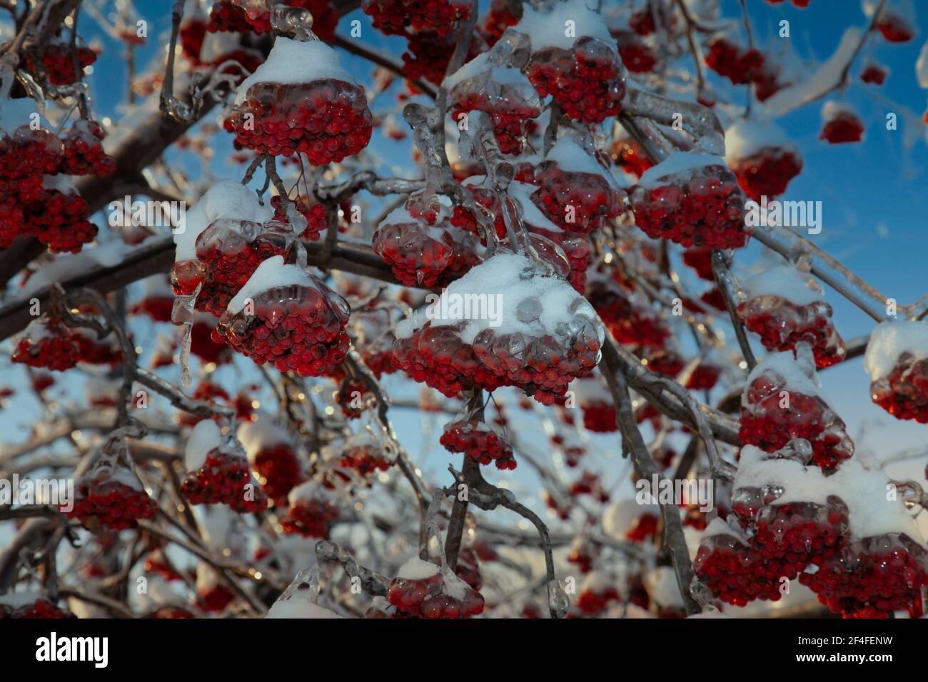 Rowan est couvert d'un corco glacé après la pluie verglacée. Temps pré-roulé, ciel bleu, neige blanche. Après le dégel, les baies de cendres déferont les oiseaux Banque D'Images