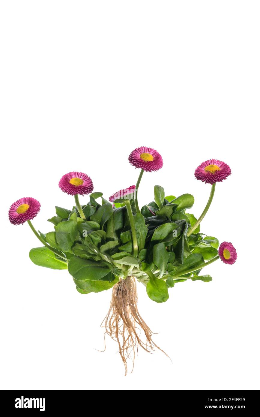 Marguerite commune (Bellis perennis) sur terre blanche, Bavière, Allemagne Banque D'Images