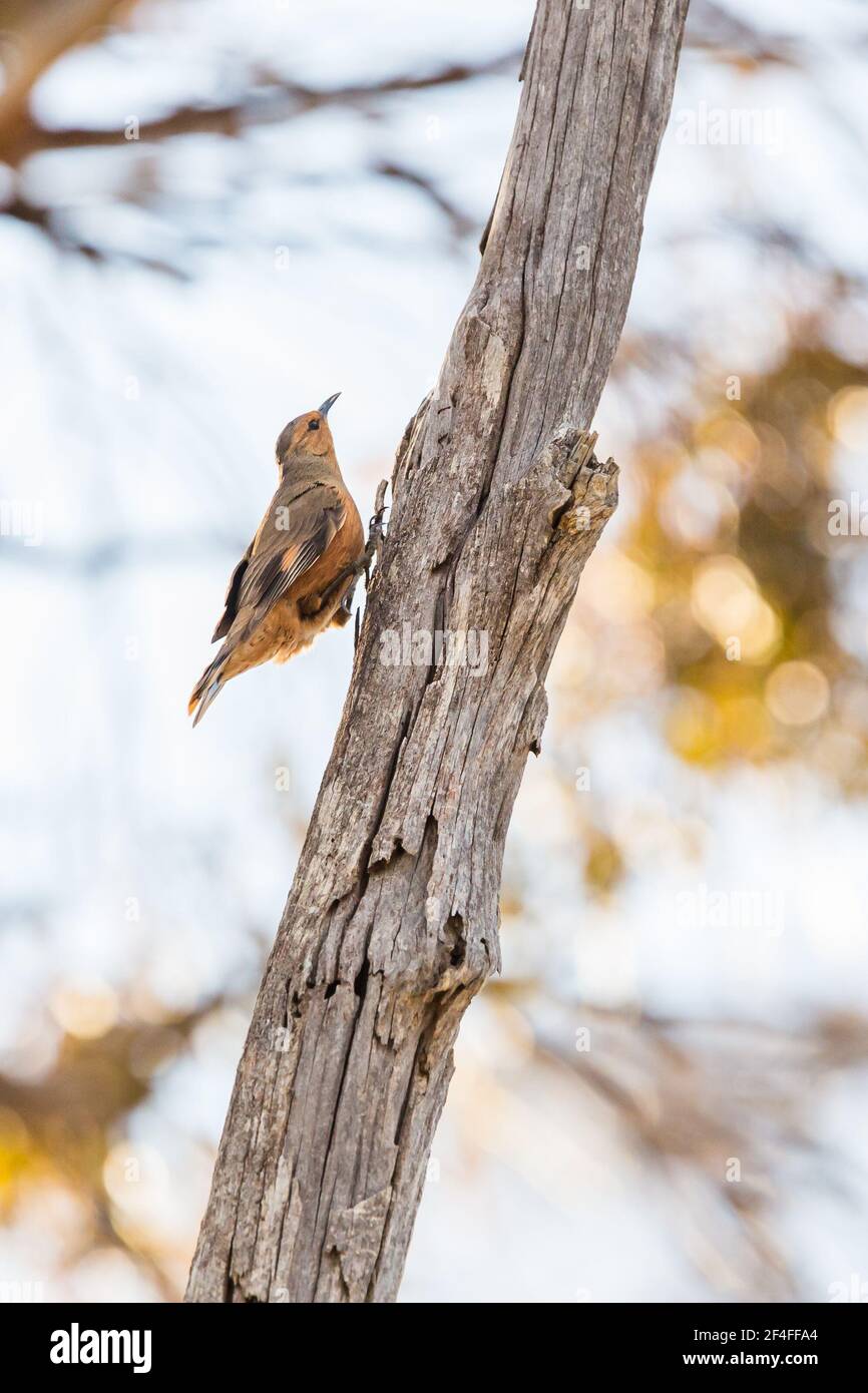 Treecreeper rufous hopping branche d'arbre, Dryandra Woodlands, Australie occidentale Banque D'Images