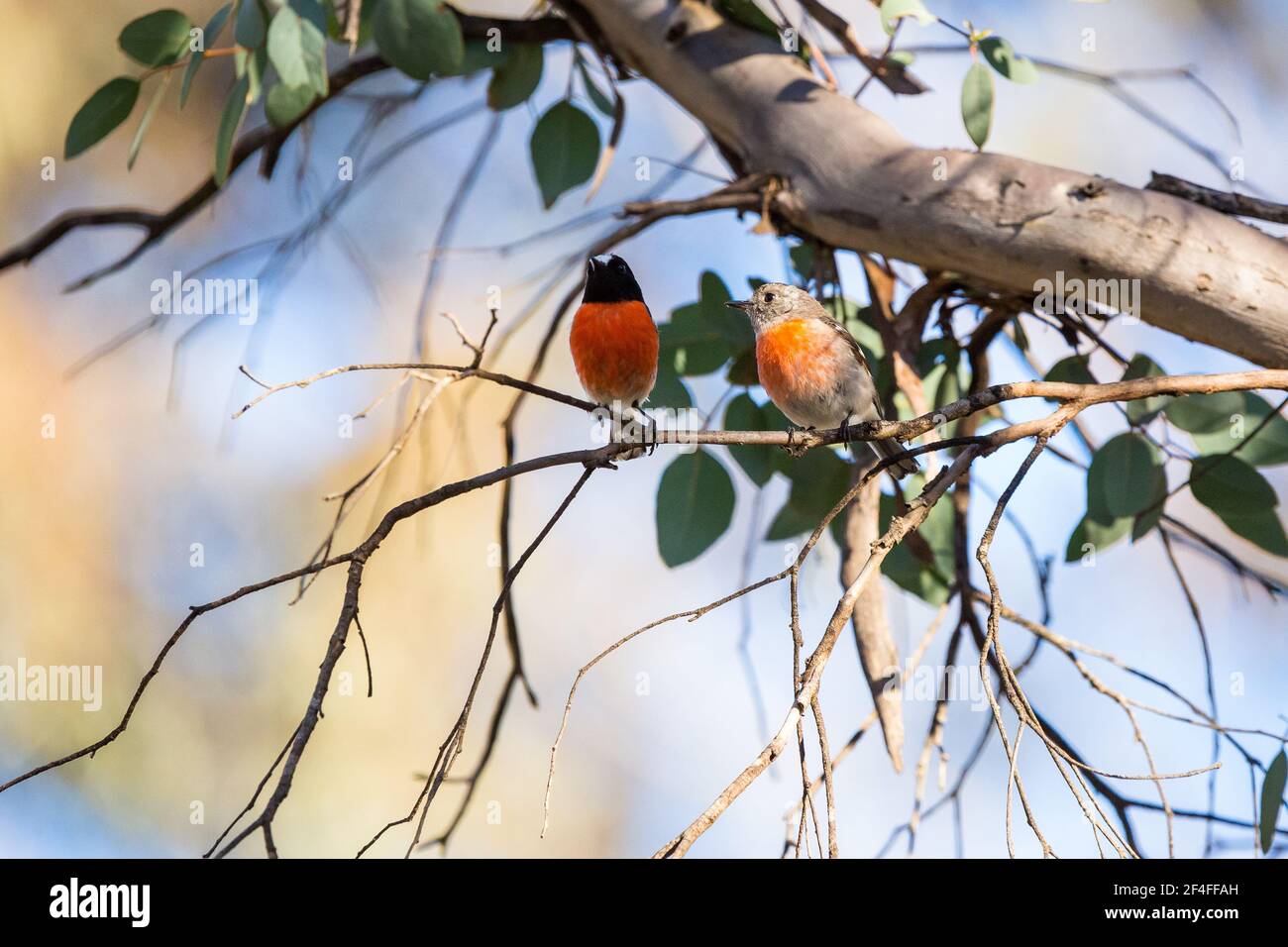 Le scarlet mâle et femelle vole haut dans les arbres, Dryandra, Australie occidentale Banque D'Images