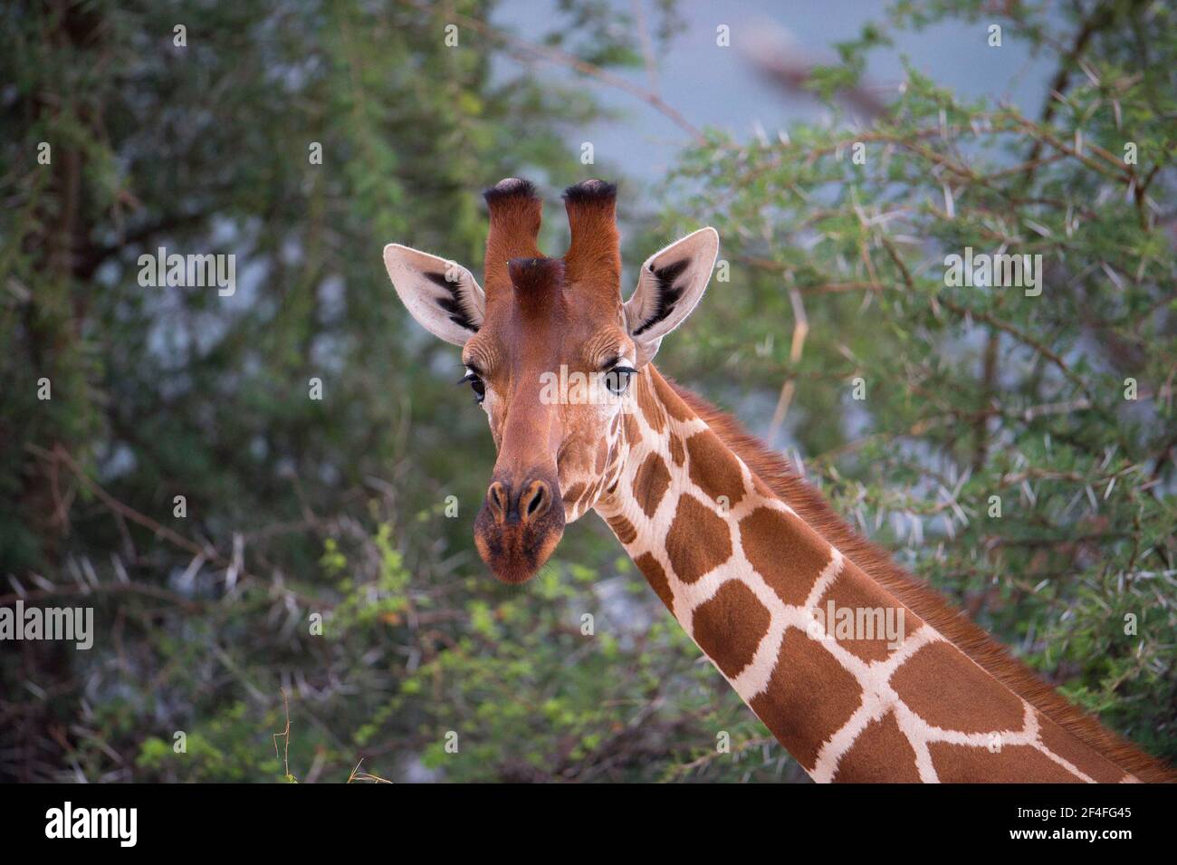 Girafe réticulée (Giraffa camelopardalis), Samburu, Kenya Banque D'Images