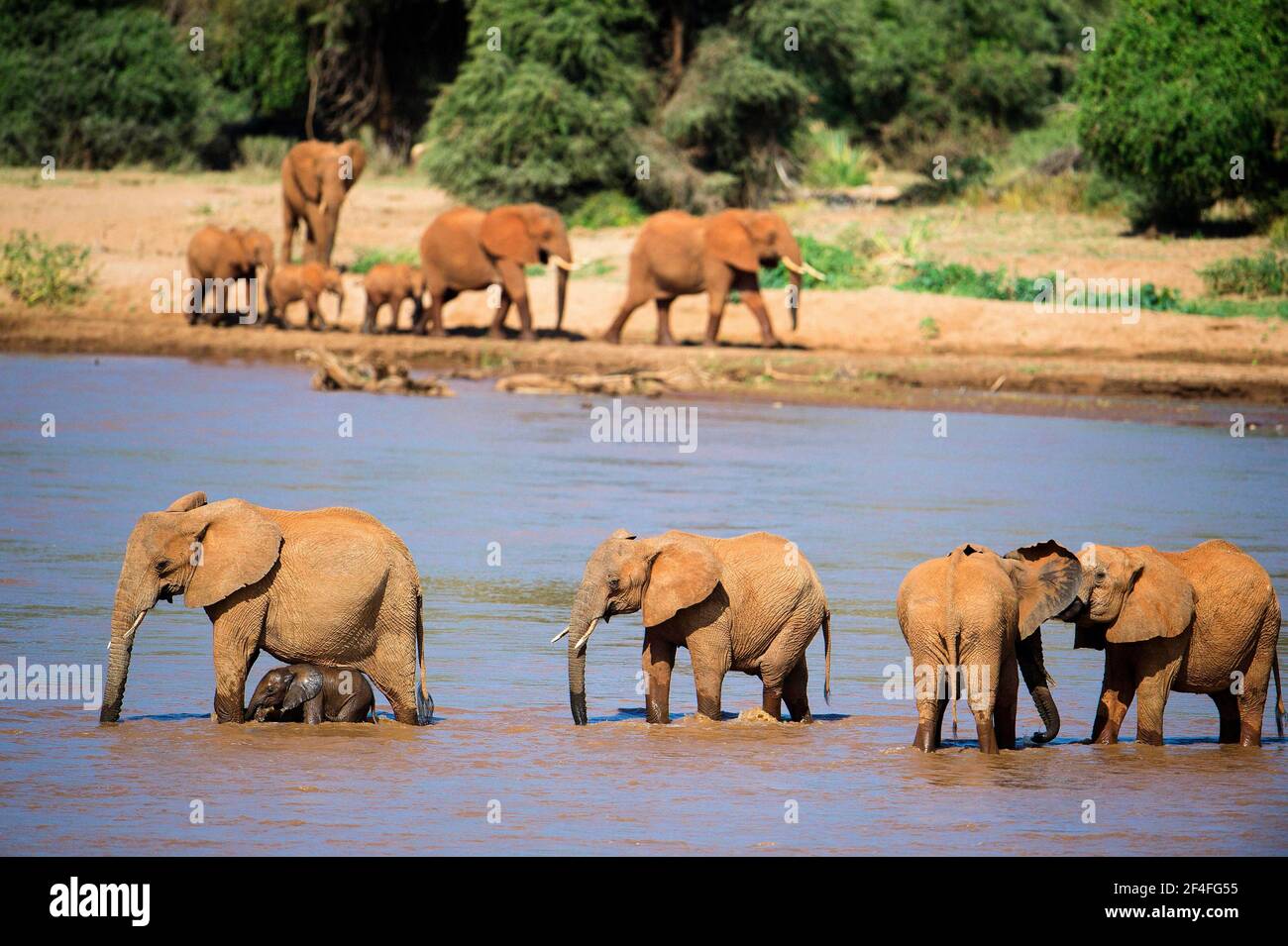 Éléphant (Loxodonta africana), troupeau traversant une rivière, Samburu, Kenya Banque D'Images